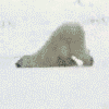 aFu_PolarBearSlide.gif