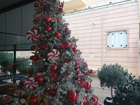 tree.jpg