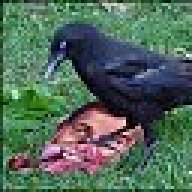 Crow_of_Darkness