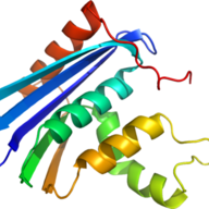 RNase