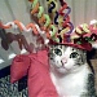 oh-my-cat!