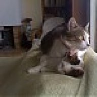 Aristocat