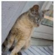 kitcat