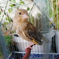 Ρεντροουζ13