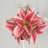 StargazerLily