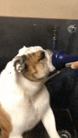 happy butler bulldogs GIF by Butler University happy butler bulldogs GIF by Butler University