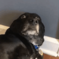 Scared Dog GIF Scared Dog GIF