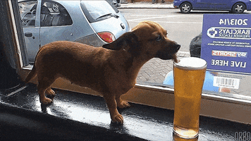 Drinking Beer GIF Drinking Beer GIF