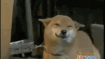 happy dog GIF happy dog GIF