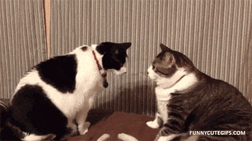 funny cat GIF funny cat GIF