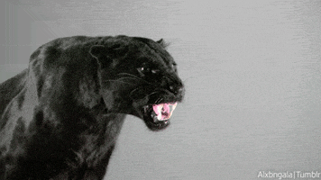 Snarling Black Panther GIF Snarling Black Panther GIF