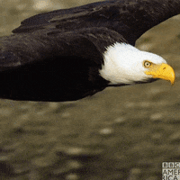 Flying Bald Eagle GIF by BBC America Flying Bald Eagle GIF by BBC America