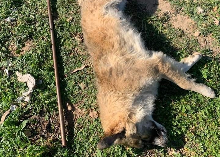 Φρικιαστική δολοφονία σκύλου στα Μέγαρα: Καταγγελία-βόμβα για νέα υπόθεση Όλιβερ – Σκληρές εικόνες