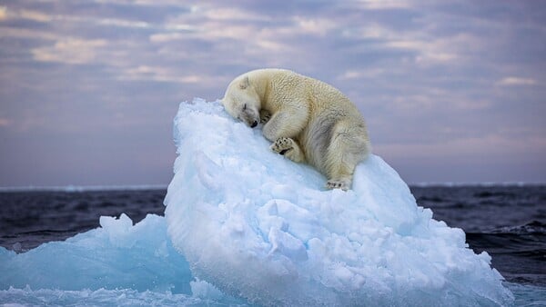 Η εικόνα μιας μισοκοιμισμένης πολικής αρκούδας πάνω σε ένα κομμάτι πάγου κέρδισε το βραβείο στο Wildlife Photographer of the Year 