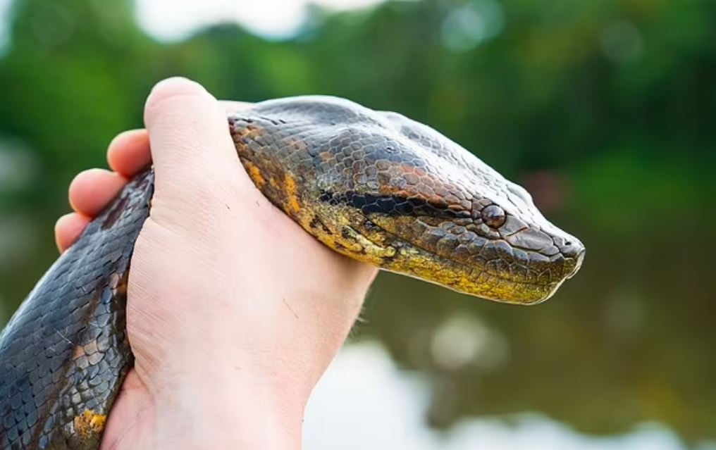 Ο Ολλανδός καθηγητής Βιολογίας Φρικ Βονκ κολύμπησε δίπλα στο τεράστιο φίδι.