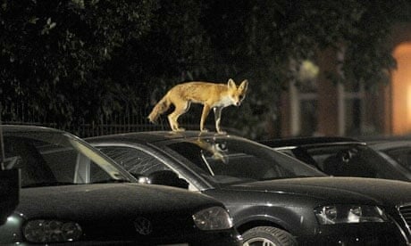 Οι αλεπούδες σαν «κατοικίδια»: Πρέπει να ζούμε μαζί τους στις πόλεις, ενημερώνει η ΑΝΙΜΑ