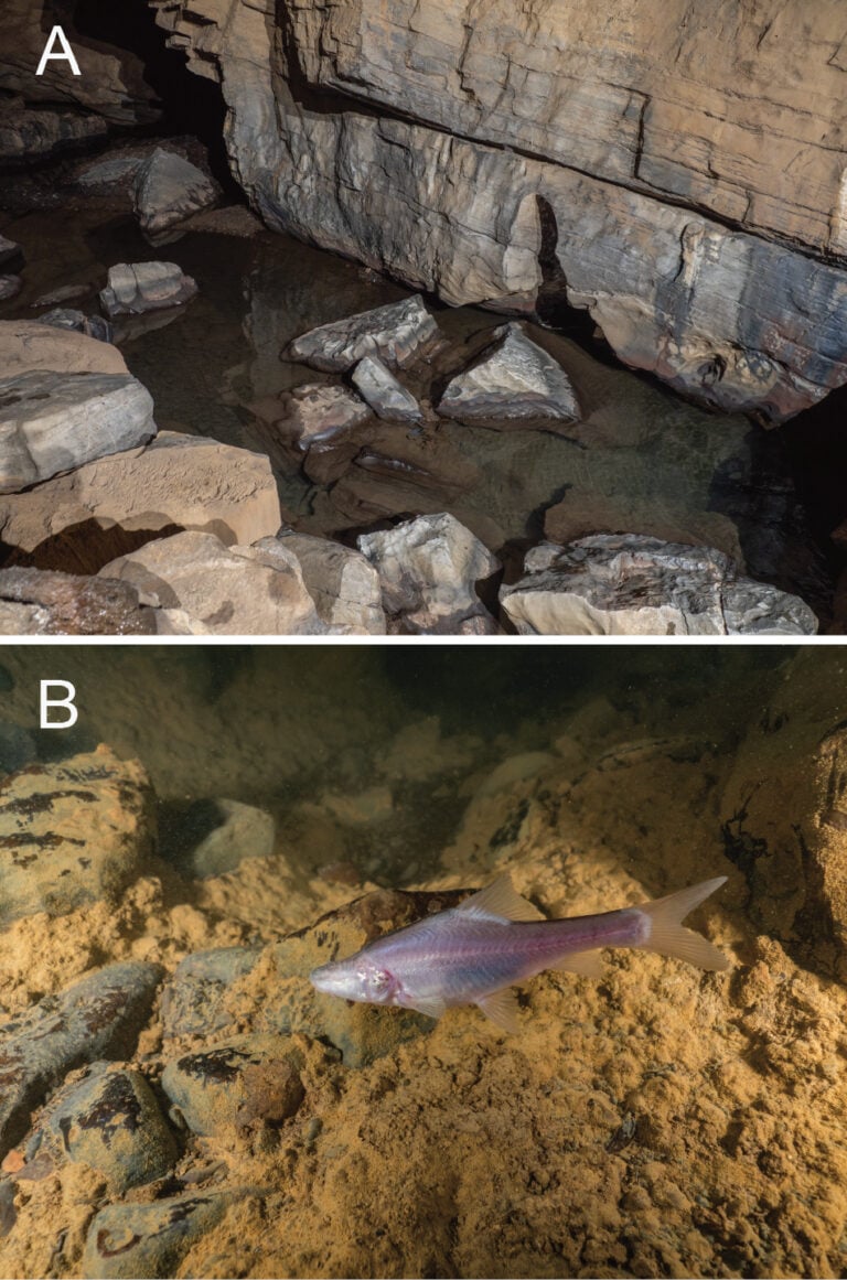 Ανακαλύφθηκε ένα νέο είδος ψαριού σε υποθαλάσσιο σπήλαιο – Δεν έχει μάτια, είναι ροζ και μπερδεύει τους επιστήμονες