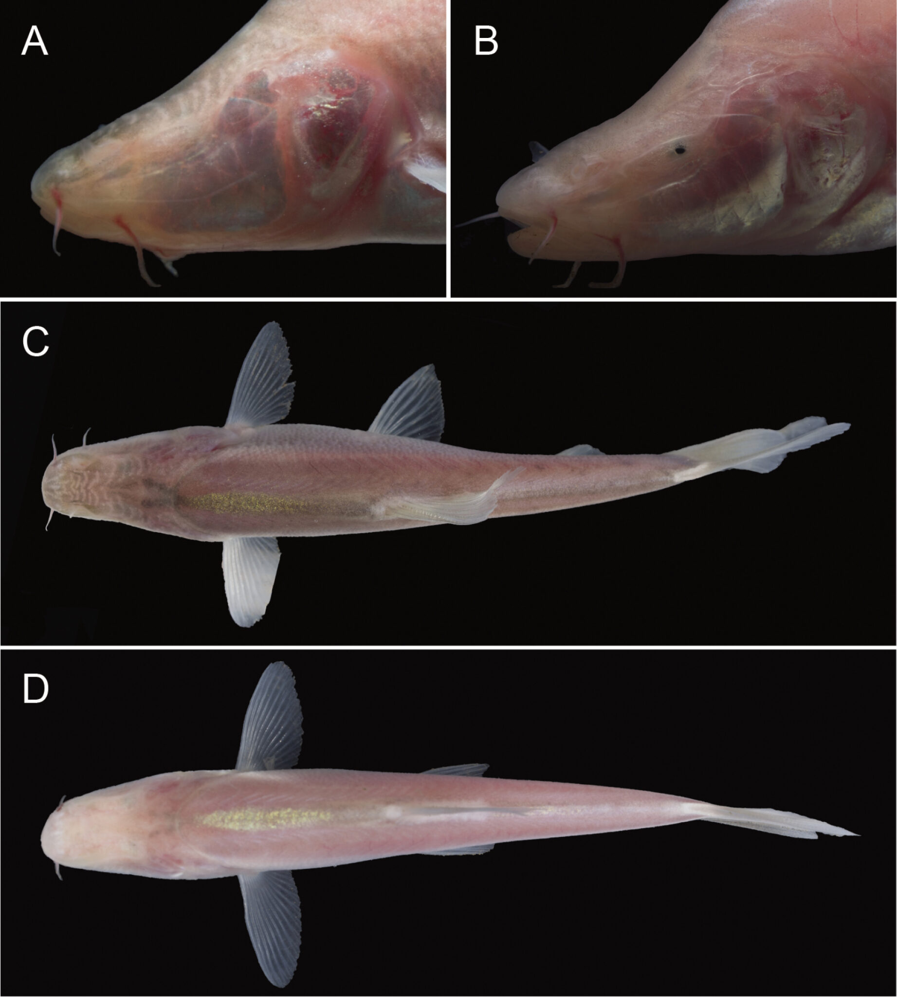 Ανακαλύφθηκε ένα νέο είδος ψαριού σε υποθαλάσσιο σπήλαιο – Δεν έχει μάτια, είναι ροζ και μπερδεύει τους επιστήμονες