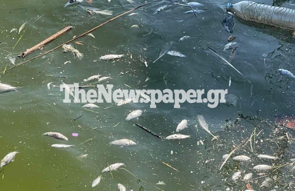 Εκατοντάδες νεκρά ψάρια στο λιμάνι του Βόλου – Δείτε εικόνες
