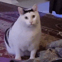 Cat Fun GIF by Black Roses Playing Cards Cat Fun GIF by Black Roses Playing Cards