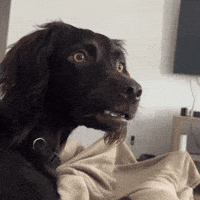 Dog What GIF by MOODMAN Dog What GIF by MOODMAN
