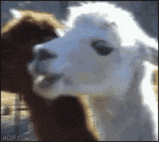 Excuse Me What GIF Excuse Me What GIF