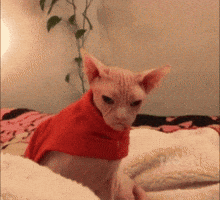 Mad Grumpy Cat GIF by MOODMAN Mad Grumpy Cat GIF by MOODMAN