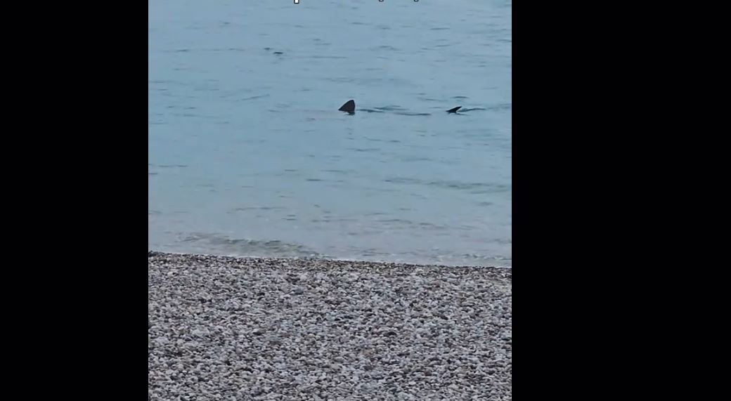 Λουτράκι: Καρχαρίας «κόβει βόλτες» σε ρηχά νερά στην παραλία – Δείτε βίντεο