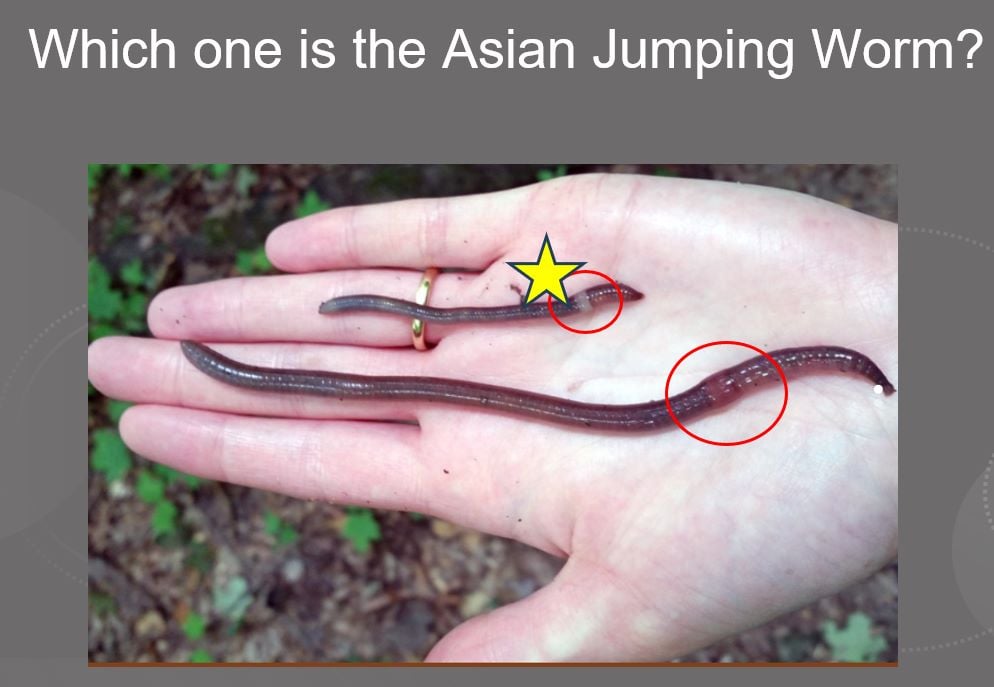 σκουλήκια Καλιφόρνια